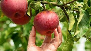 Apfel und Hand, die ihn vom Baum pflückt. - Foto: Valengilda/iStock