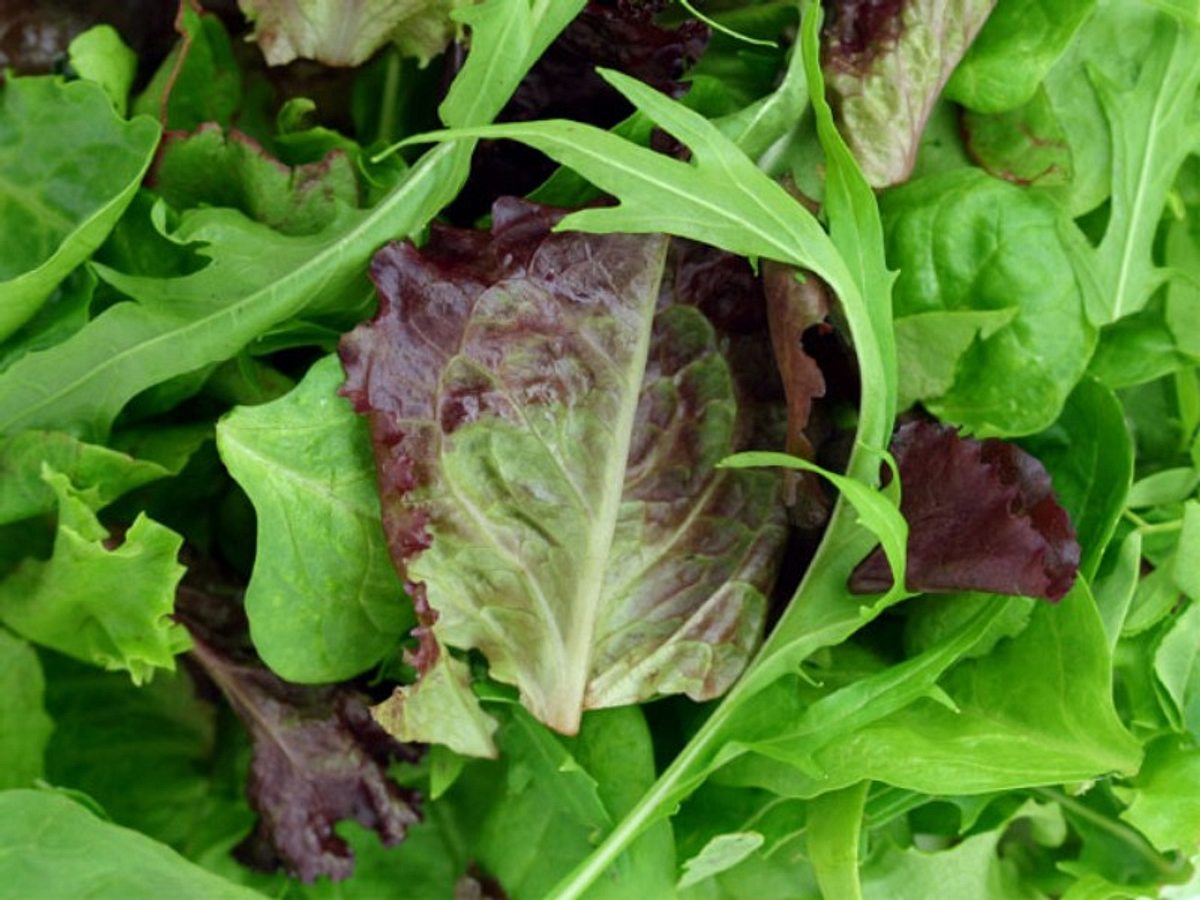 Ein grüner Salat ist DER unschlagbare Favorit unter den natürlichen Appetithemmern