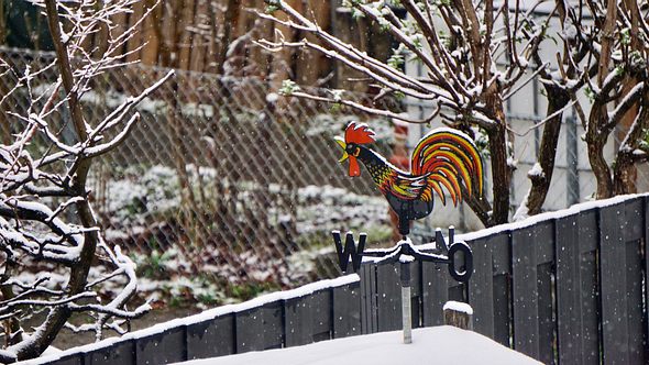 Schneewetter und eine Wetterfahne in Form eines Hahns. - Foto: Liudmila Kiermeier/iStock