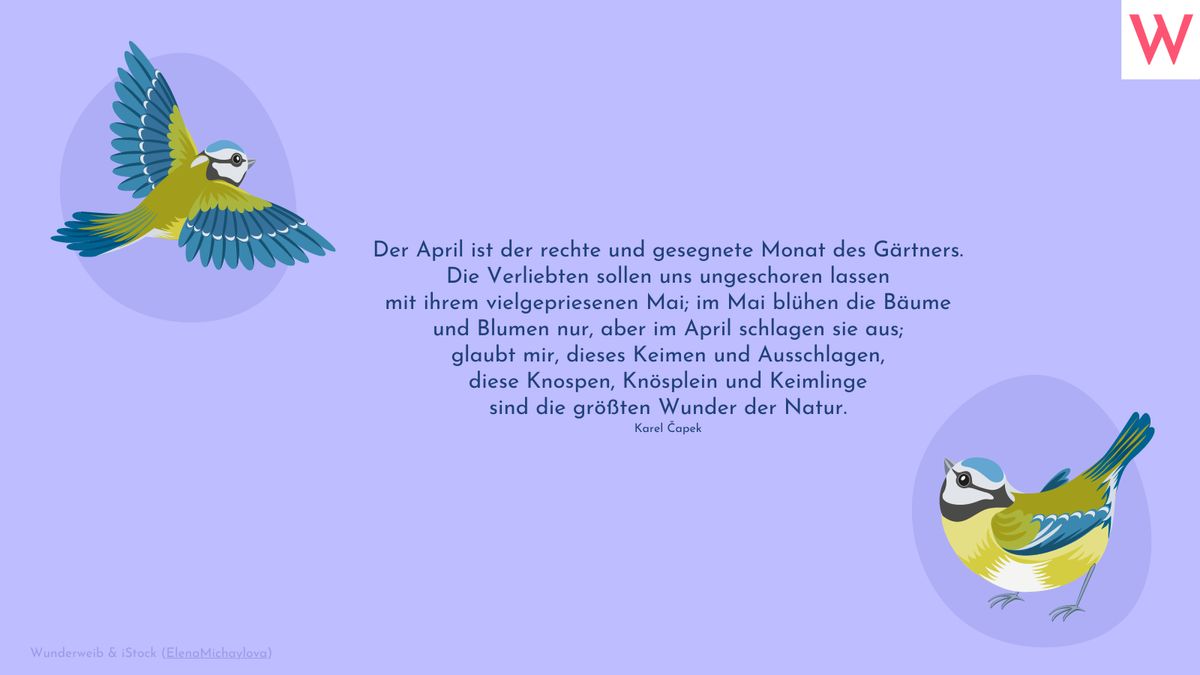 Der April ist der rechte und gesegnete Monat des Gärtners. Die Verliebten sollen uns ungeschoren lassen mit ihrem vielgepriesenen Mai; im Mai blühen die Bäume und Blumen nur, aber im April schlagen sie aus; glaubt mir, dieses Keimen und Ausschlagen, diese Knospen, Knösplein und Keimlinge sind die größten Wunder der Natur. (Karel Čapek)