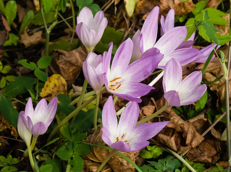Die 10 giftigsten Pflanzen: Herbstzeitlose Die 10 giftigsten Pflanzen aus deinem Garten: Herbstzeitlose.