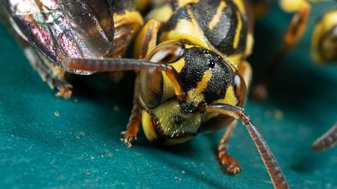 Die Asiatische Hornisse breitet sich immer weiter in Europa aus. - Foto: iStock