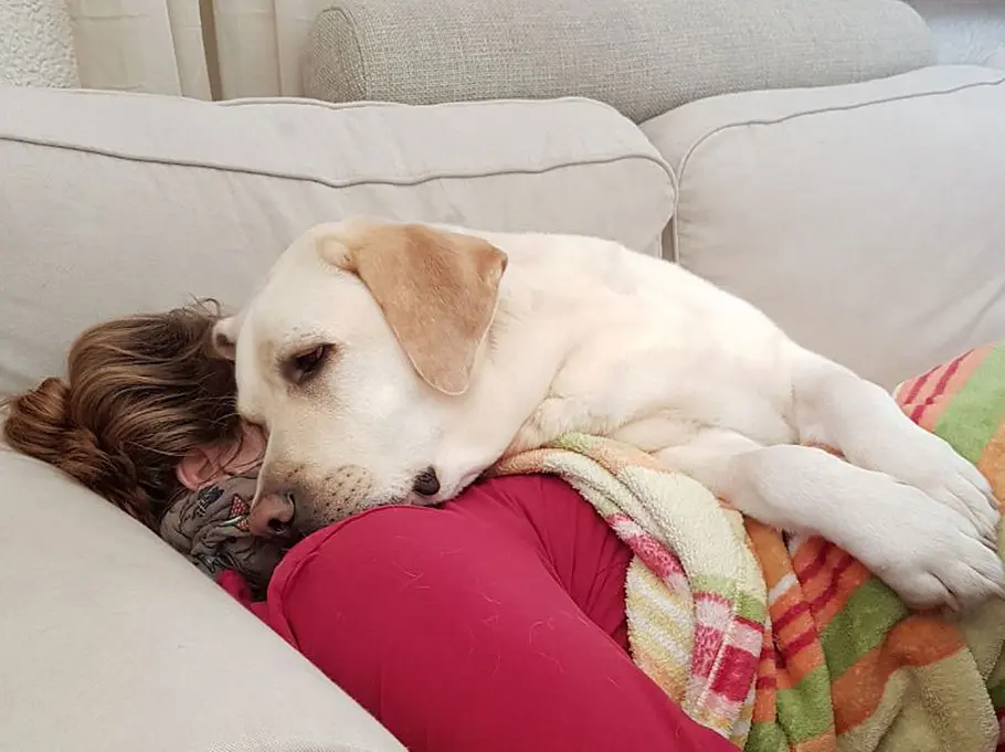 Assistenzhund Valentino und Bea beim Kuscheln Assistenzhund Valentino und Bea beim Kuscheln