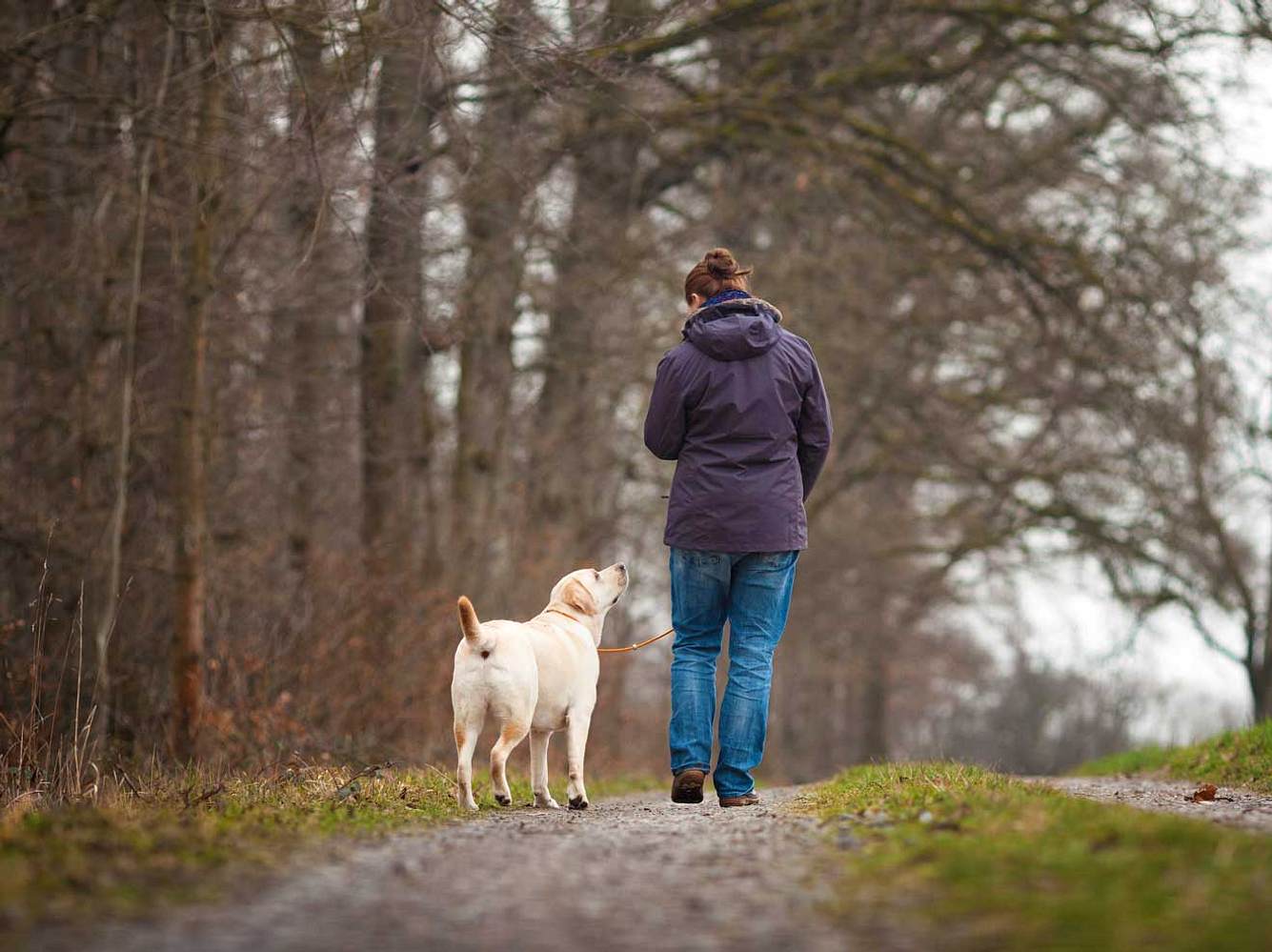 Assistenzhund Valentino und Bea im Wald Assistenzhund Valentino und Bea im Wald
