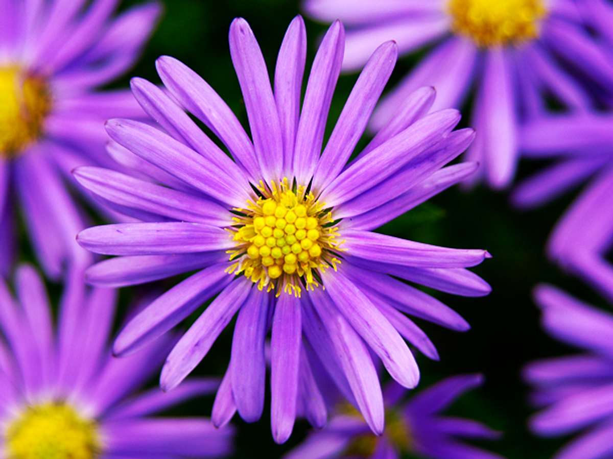 Aster: Die September-Blume