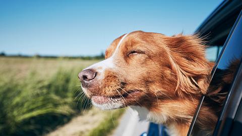 20 ausgefallene Hundenamen für deinen Vierbeiner - Foto: Chalabala/iStock
