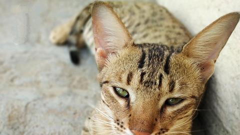 Sieben wunderschöne & exotische Katzenrassen, die nicht jeder hat - Foto: iStock/CaptureStock