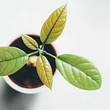 Avocado ziehen: So klappt es mit der eigenen Pflanze - Foto: iStock/ chickaz