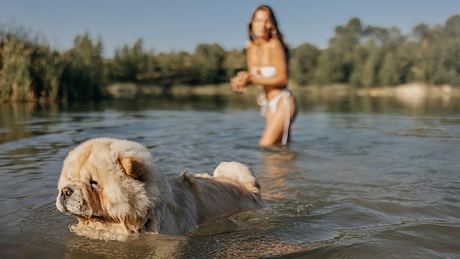 Hund mit Frauchen beim Baden im See - Foto: supersizer/iStock