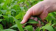 Bärlauch ist gesund und nicht giftig, doch es besteht Verwechslungsgefahr mit Maiglöckchen und Herbstzeitlosen. (Symbolbild) - Foto: Leonsbox/iStock