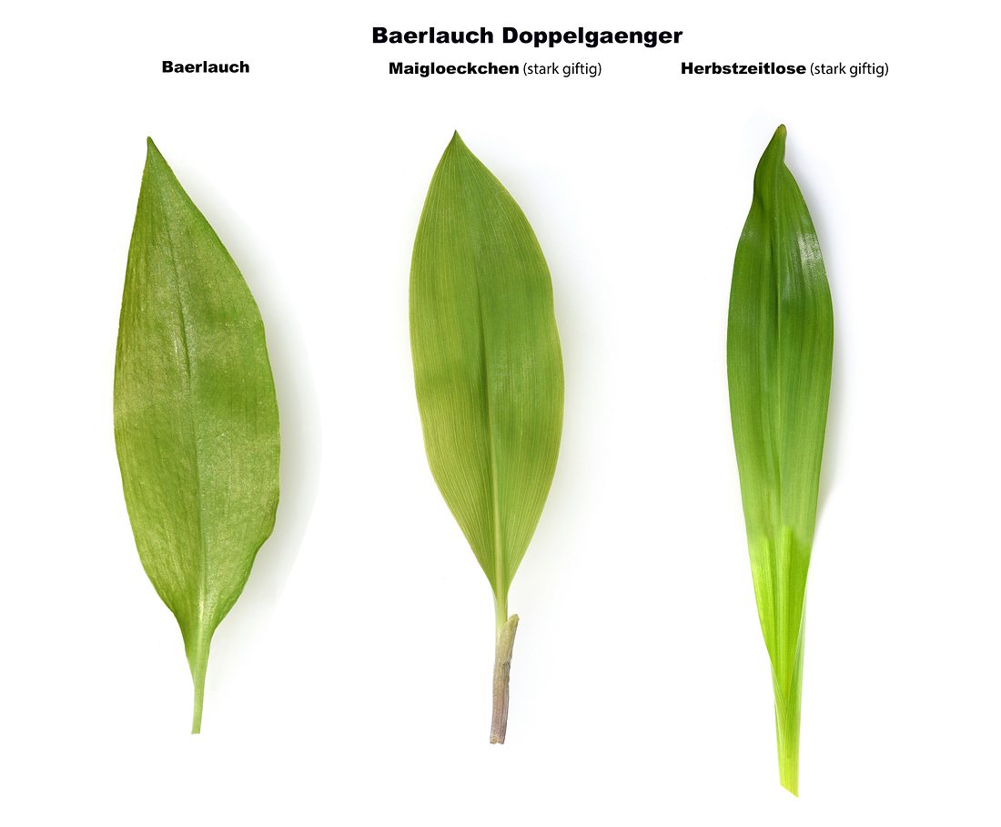 Bärlauch, Maiglöckchen und Herbstzeitlose Bärlauch, Maiglöckchen und Herbstzeitlose