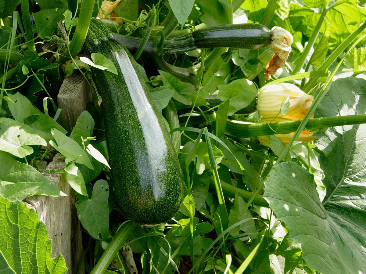 Auf meinem Balkon-Garten habe ich eine Zucchini-Pflanze.