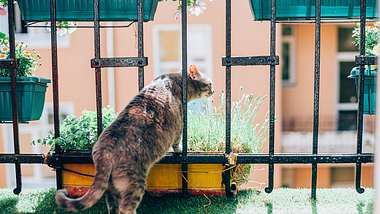 Mit ein paar einfachen Tricks bekommst du einen katzensicheren Balkon. - Foto: VioletaStoimenova/ iStock