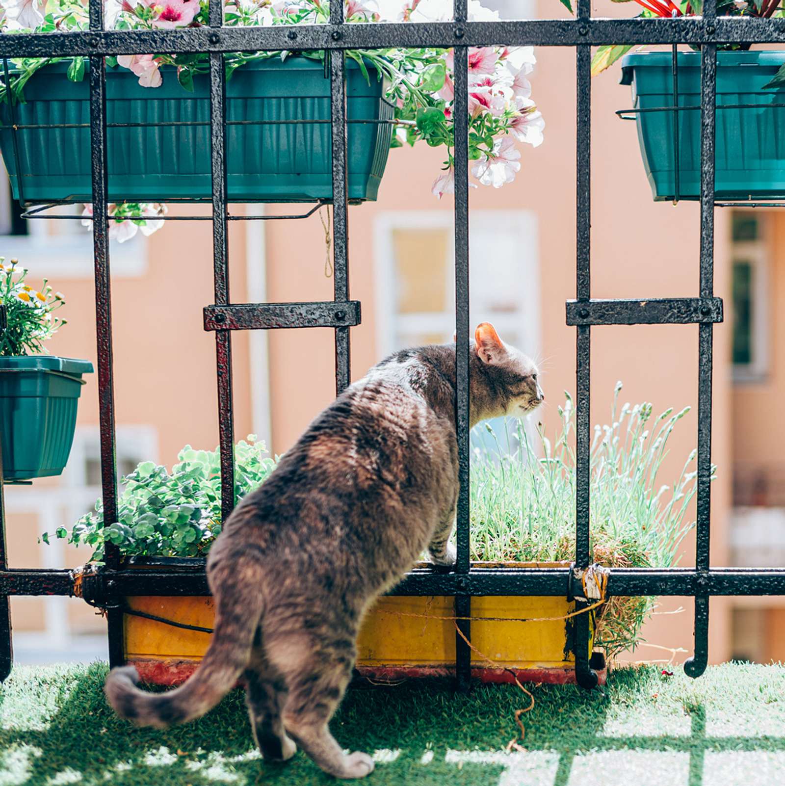 Garten katzensicher machen: 5 Tipps - Mein schöner Garten