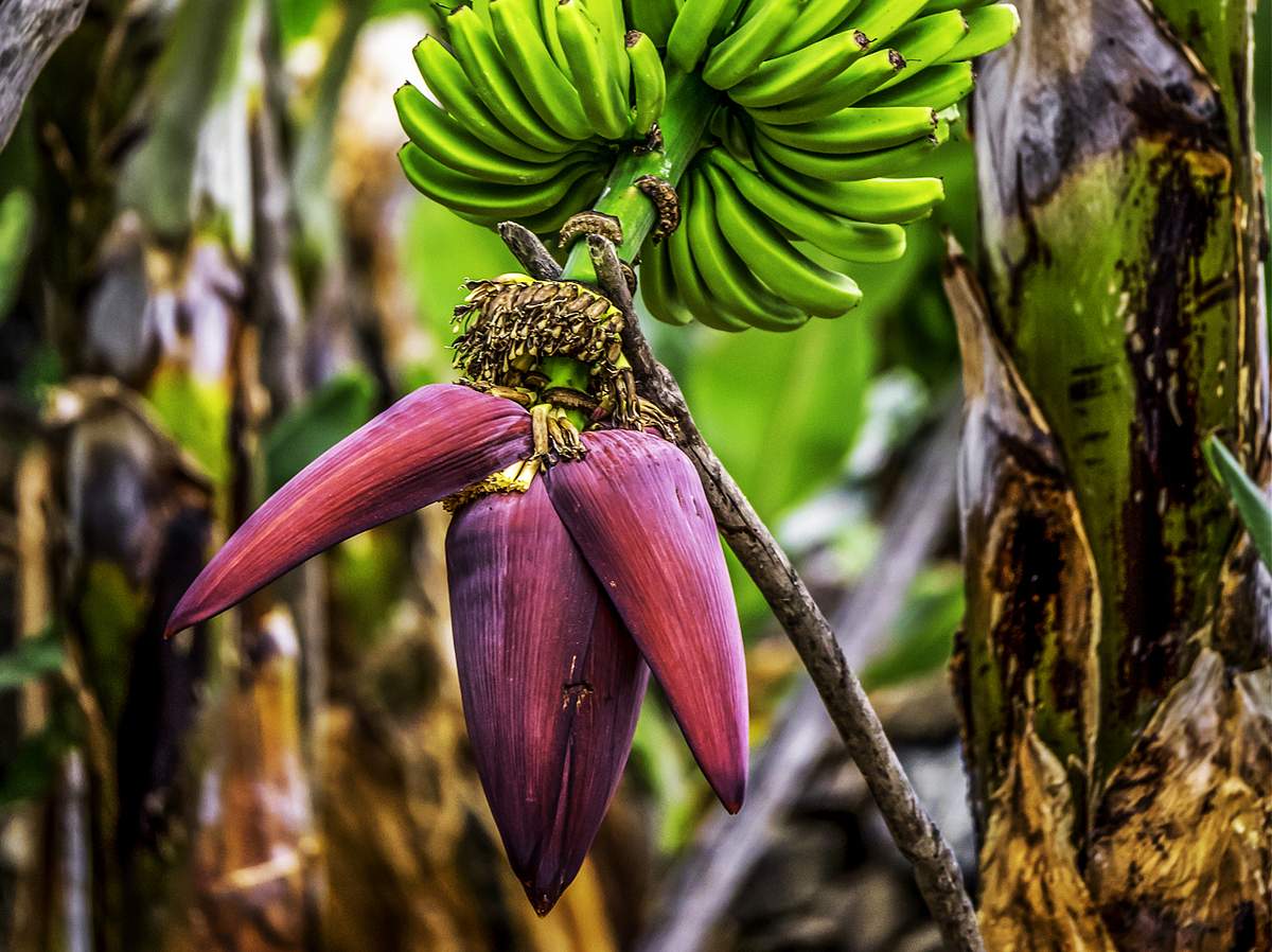 Bananenblüten: So helfen sie dir beim Abnehmen