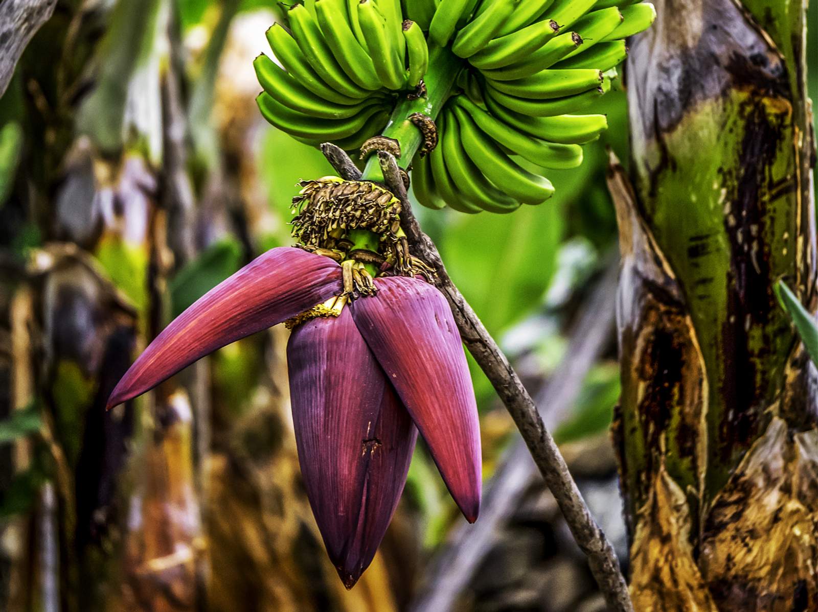 Bananenblten: Wie man sie zubereitet, isst und wie sie wirken | Wunderweib