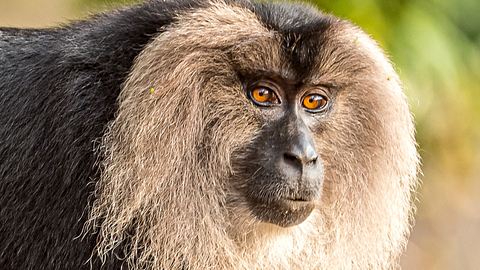 Bartaffe blickt in die Kamera - Foto: IStock / Nilesh Shah (Themenbild)