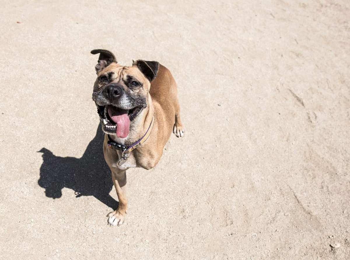 Bayern: Hund hinter Auto hergeschleift - Unfall oder Tierquälerei?