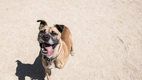 Bayern: Hund hinter Auto hergeschleift - Unfall oder Tierquälerei? - Foto: iStock/Symbolbild