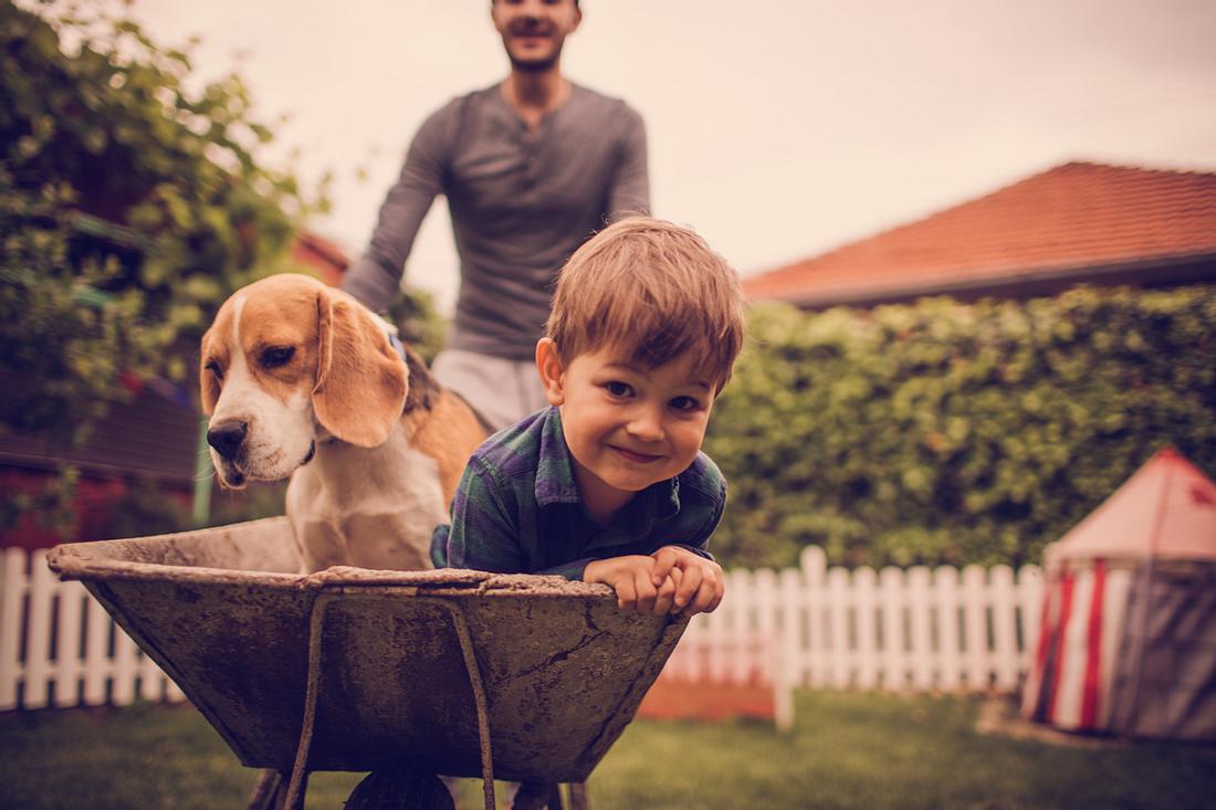 Beagle Beagle