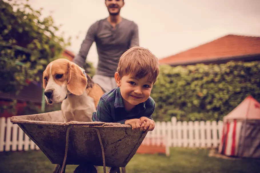 Beagle Beagle