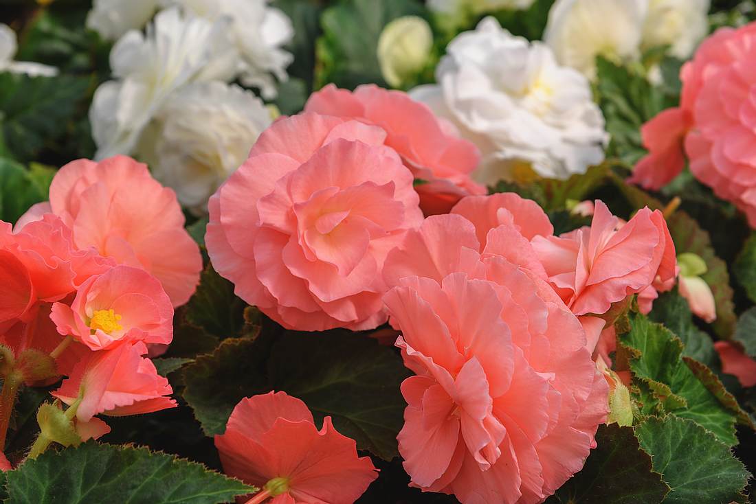Begonien-Blüten sind zum Essen geeignet.
