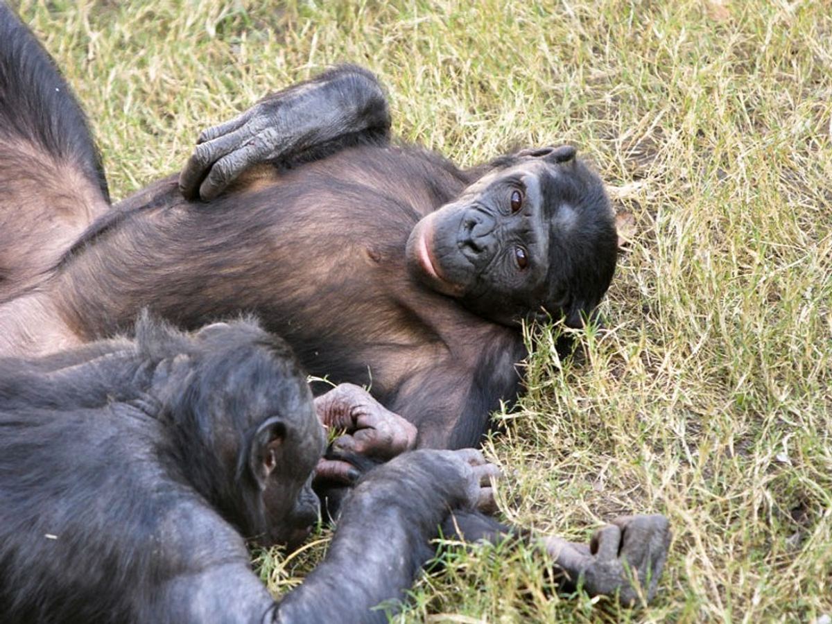 bei den bonobos im dschungel stehen sex und petting auf der tagesordnung und zwar zu zweit im rudel oder alleine