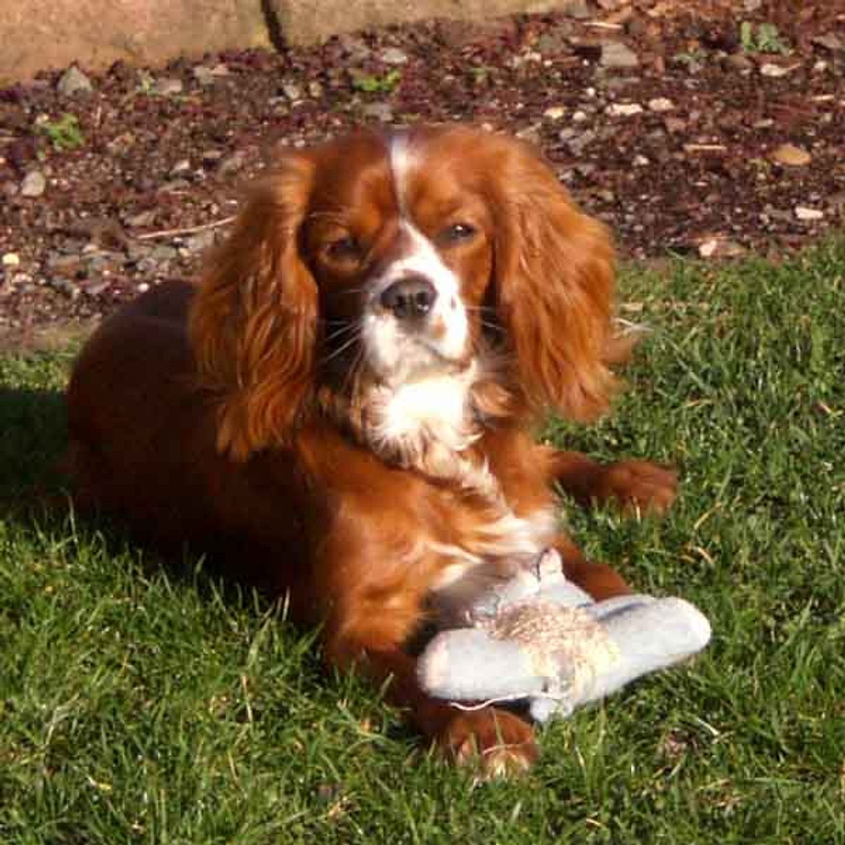 benny cavalier king charles spaniel