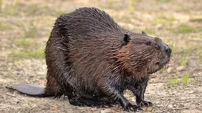 Findet Bibergeil (Castoreum) nicht so geil: Der Biber. - Foto: Musat/iStock