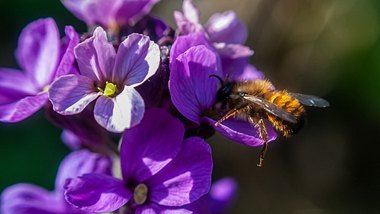 Bienenfreundliche Pflanzen ziehen Bienen an - auf dem Balkon und im Garten - Foto: Martijn Wit/iStock