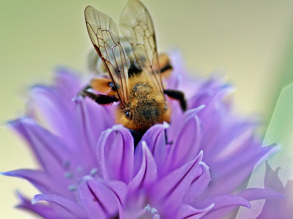 Bienenfreundliche Pflanze: Schnittlauch ist für Bienen ein wahrer Honigtopf