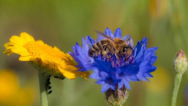 Mit ein paar Tipps kannst du deinen Balkon bienenfreundlich gestalten. - Foto: iStock / wWeiss Lichtspiele