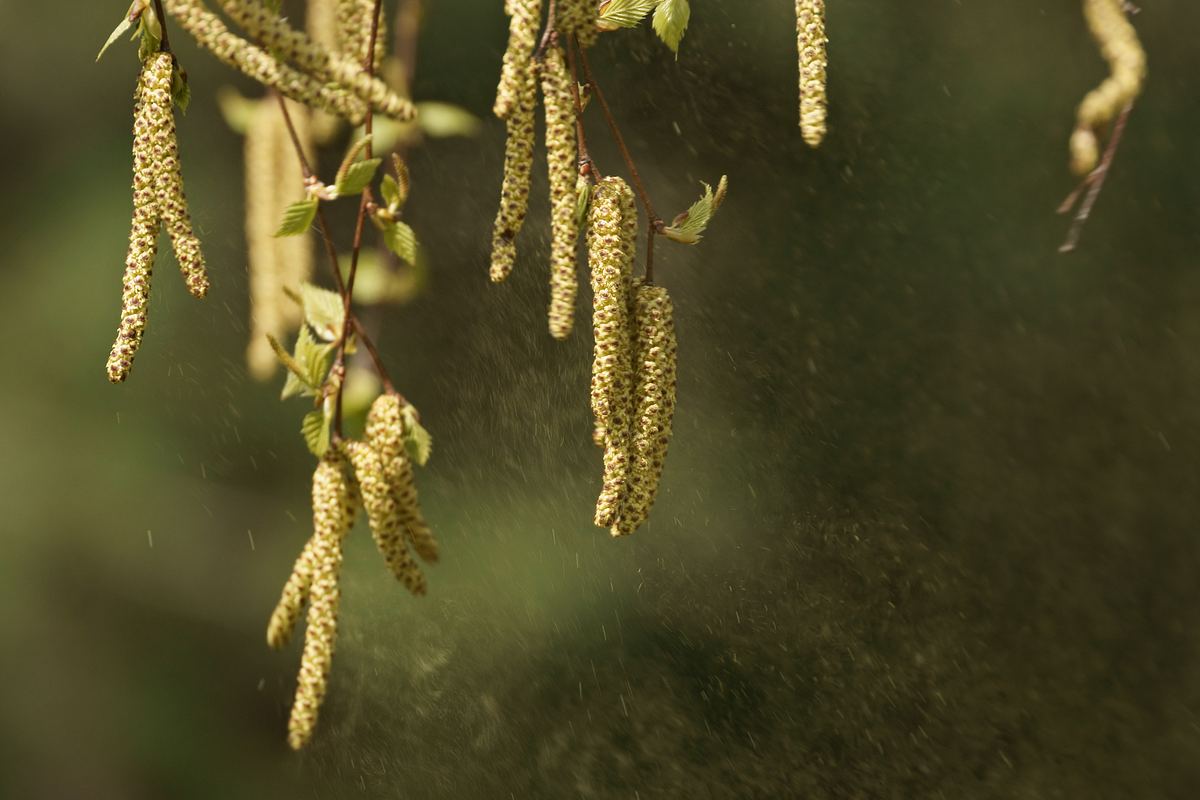 Birkenpollen sind besonders aggressiv und häufig für allergischen Schnupfen verantwortlich (Themenbild) Birkenpollen werden von einer blühenden Birke geweht (Themenbild)