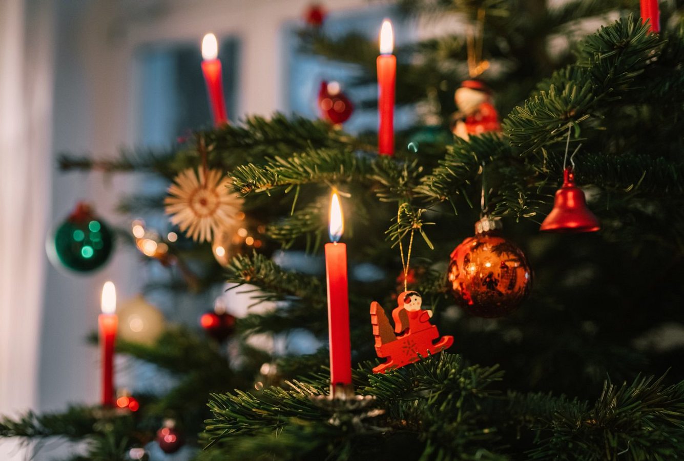 Bis zu 25.000 Insekten: Dein Weihnachtsbaum lebt Bis zu 25.000 Insekten: Dein Weihnachtsbaum lebt