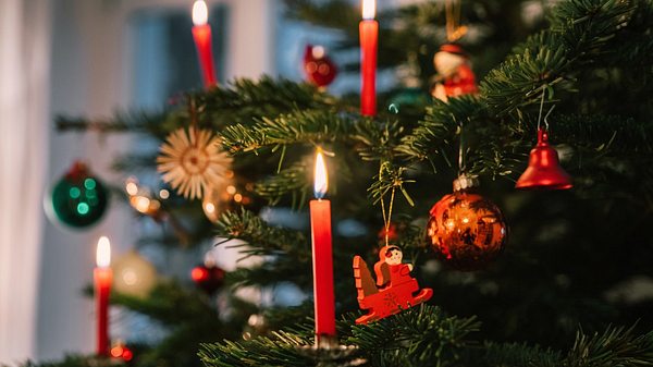 Bis zu 25.000 Insekten: Dein Weihnachtsbaum lebt - Foto: iStock/golero