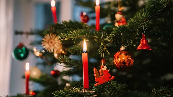 Bis zu 25.000 Insekten: Dein Weihnachtsbaum lebt - Foto: iStock/golero Bis zu 25.000 Insekten: Dein Weihnachtsbaum lebt - Foto: iStock/golero
