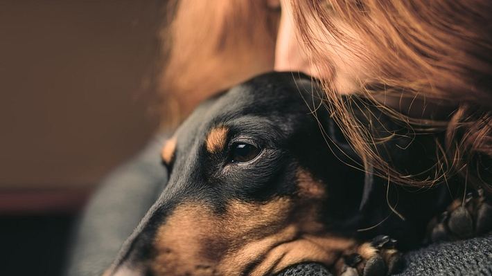 Bittere Haustier-Bilanz: Hunde sind genauso schlecht fürs Klima wie Autos - Foto: iStock/IanaChyrva