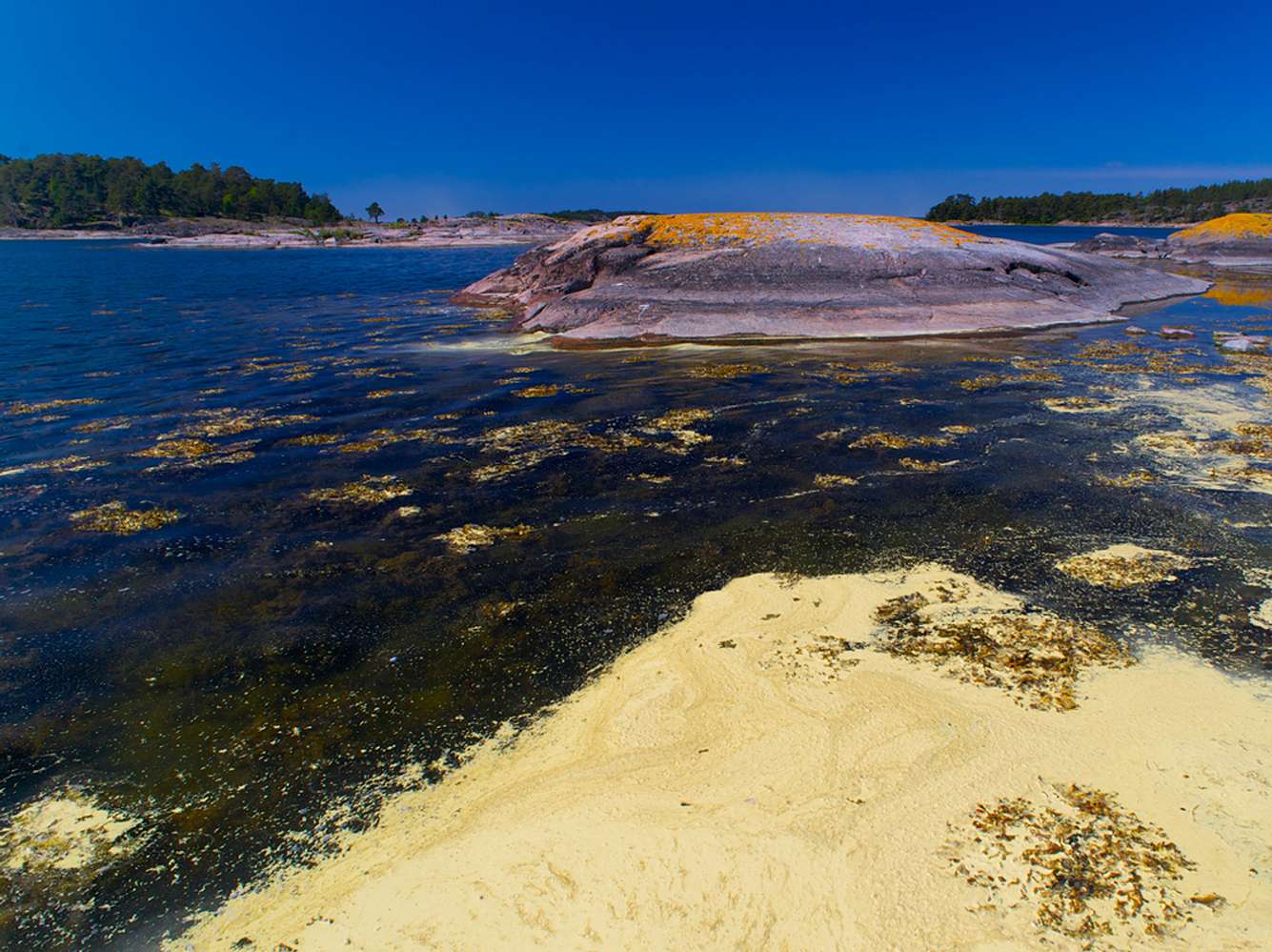 Blaualgen in der Ostsee: Sind bald auch deutsche Strände betroffen? Blaualgen in der Ostsee: Sind bald auch deutsche Strände betroffen?