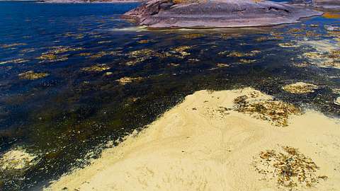 Blaualgen in der Ostsee: Sind bald auch deutsche Strände betroffen? - Foto: iStock / MikaelEriksson