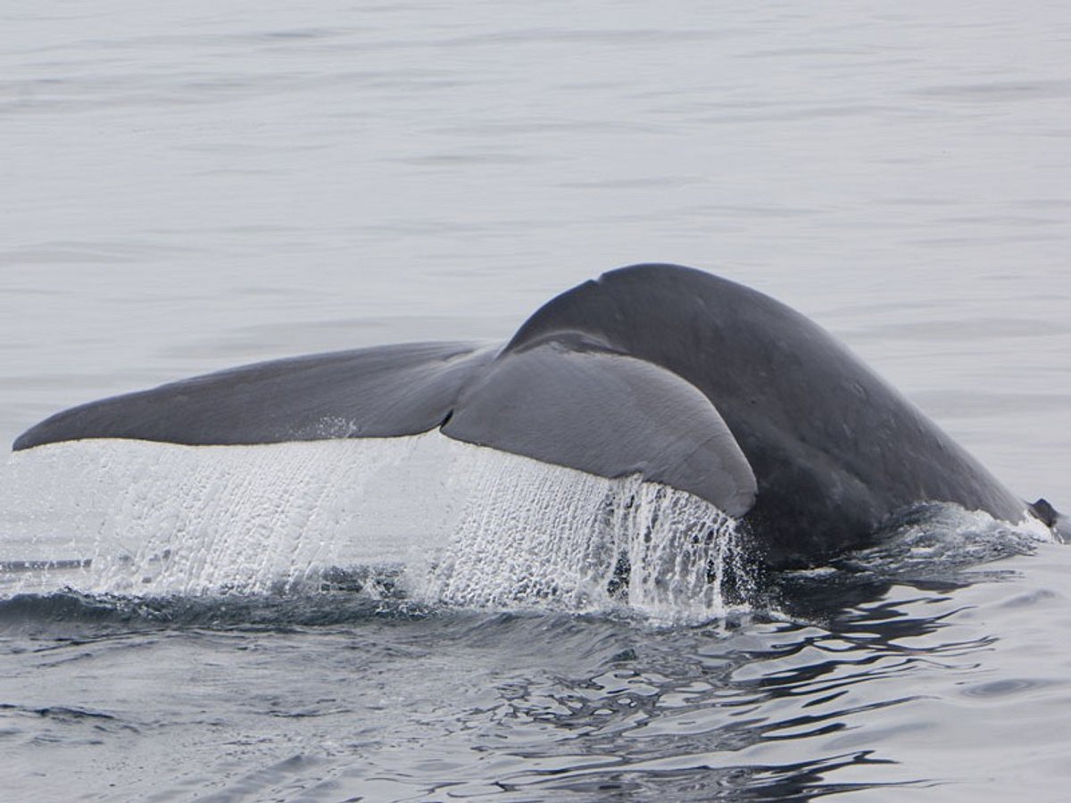 blauwale haben mit metern den groessten penis unter den tieren