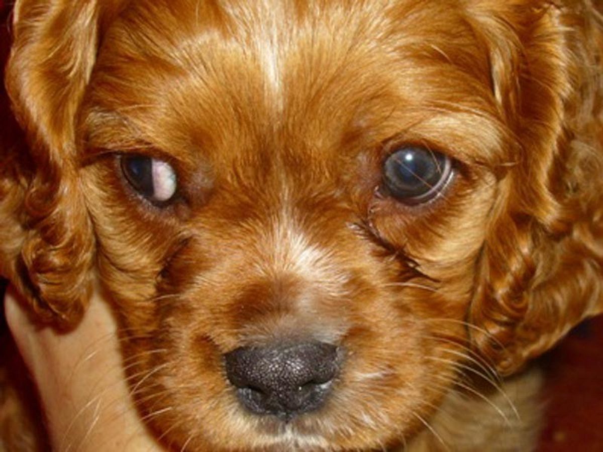 bobby cavalier king charles spaniel