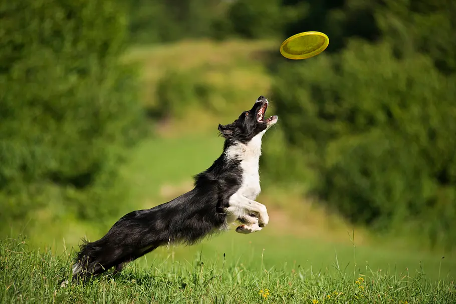 Border Collie Border Collie