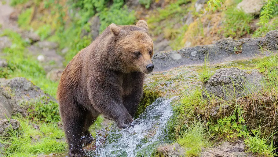 Bär im Allgäu: Mögliche Spur entdeckt Braunbär steht an einem kleinen Bach zwischen Felsen und grüner Vegetation.