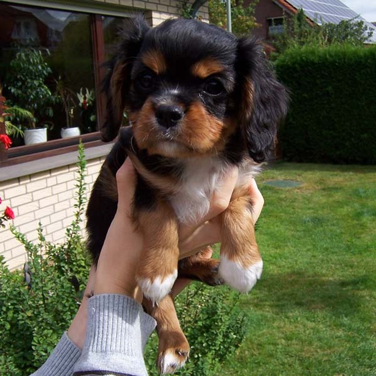 bubbles cavalier king charles spaniel