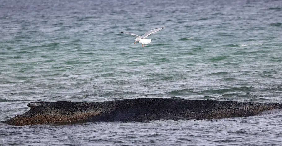 Der in der Ostsee gestrandete Buckelwal Timmy ragt aus dem Wasser heraus. Über ihm fliegt eine Möwe.