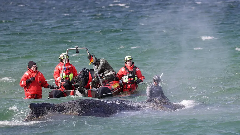 Der in der Ostsee gestrandete Buckelwal „Timmy“  ragt aus dem Wasser heraus. Umweltschützer und Experten in roten Anzügen sind bei ihm. Ein kleines Boot schwimmt bei ihnen auf dem Wasser.