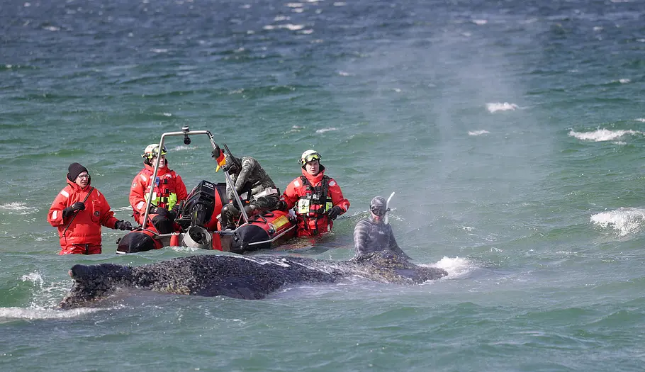 Wal Timmy. Der in der Ostsee gestrandete Buckelwal Timmy ragt aus dem Wasser heraus. Umweltschützer und Experten in roten Anzügen sind bei ihm. Ein kleines Boot schwimmt bei ihnen auf dem Wasser.
