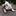 budges englische bulldogge budges englische bulldogge