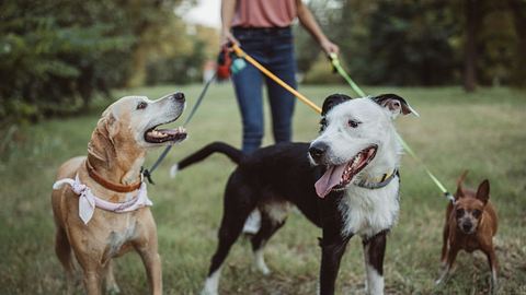Bundesregierung plant Gassi-Zwang - Hunde müssen 2 Mal am Tag raus - Foto: iStock/svetikd