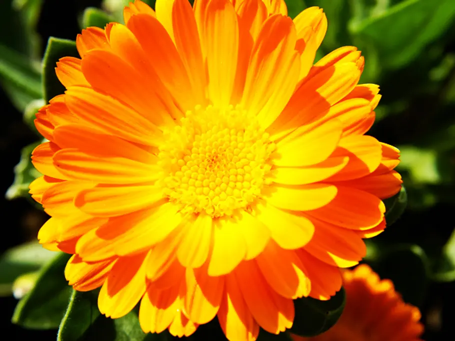 Ringelblume: Die Oktober-Blume Ringelblume: Die Oktober-Blume